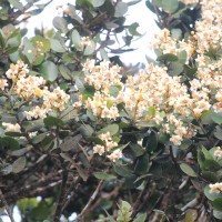 <i>Calophyllum walkeri</i>  Wight